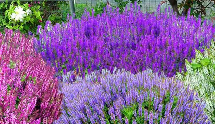 樹山花間堂提供綠化養護服務