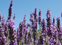 薰衣草