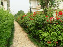 吳中區某小區綠化